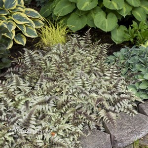 Athyrium niponicum 'Pictum' Fern