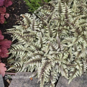 Athyrium niponicum 'Pictum' Fern