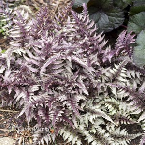 Athyrium niponicum 'Pictum' Fern