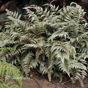 Athyrium niponicum 'Pictum' Fern