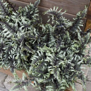 Athyrium niponicum 'Crested Surf' PP33057 CPBRAF