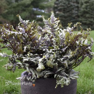 Athyrium niponicum 'Crested Surf' PP33057 CPBRAF