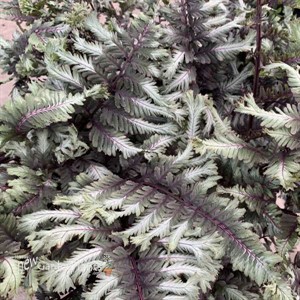 Athyrium niponicum 'Crested Surf' PP33057 CPBRAF