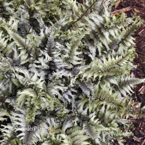 Athyrium niponicum 'Crested Surf' PP33057 CPBRAF