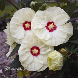 Hibiscus 'French Vanilla'  SUMMERIFIC® Collection
