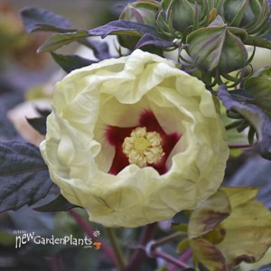 Hibiscus 'French Vanilla'  SUMMERIFIC® Collection