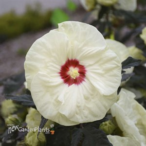 Hibiscus 'French Vanilla'  SUMMERIFIC® Collection