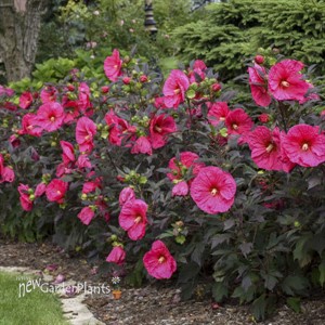 Hibiscus 'Evening Rose' SUMMERIFIC® Collection