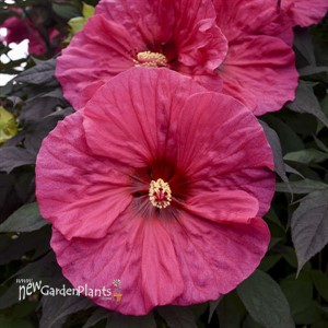 Hibiscus 'Evening Rose' SUMMERIFIC® Collection