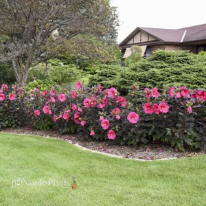 Hibiscus 'Evening Rose' SUMMERIFIC® Collection