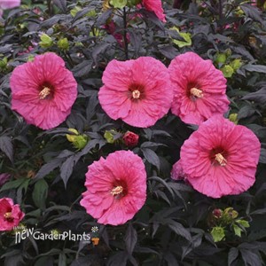 Hibiscus 'Evening Rose' SUMMERIFIC® Collection