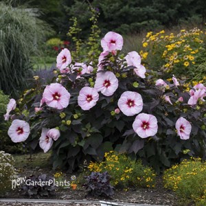 Hibiscus 'Perfect Storm' SUMMERIFIC® Collection