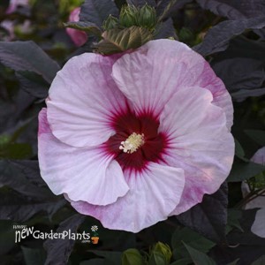 Hibiscus 'Perfect Storm' SUMMERIFIC® Collection