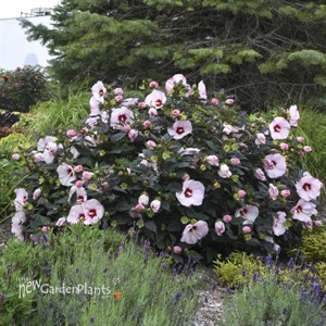 Hibiscus 'Perfect Storm' SUMMERIFIC® Collection