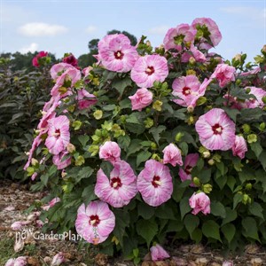Hibiscus 'Spinderella' SUMMERIFIC® Collection