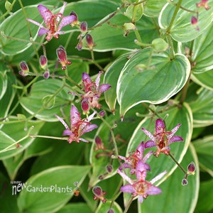 Tricyrtis ‘Gilt Edge’