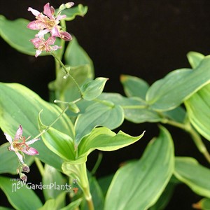 Tricyrtis ‘Gilt Edge’