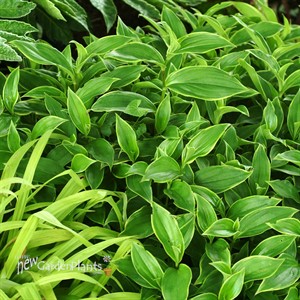 Tricyrtis ‘Gilt Edge’