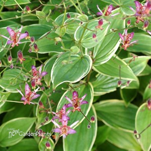 Tricyrtis ‘Gilt Edge’