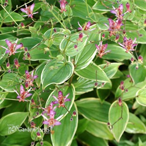 Tricyrtis ‘Gilt Edge’
