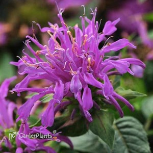 Monarda didyma Balmy Lilac