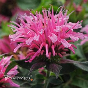 Monarda didyma Balmy™ Pink