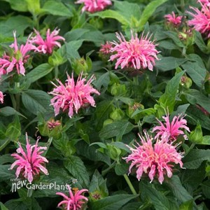Monarda didyma Balmy™ Pink