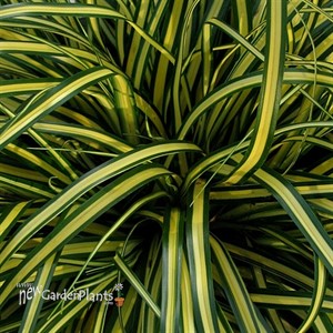 EverColor 'Everoro' Sedge
