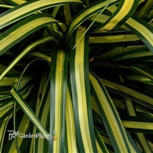 EverColor 'Everoro' Sedge