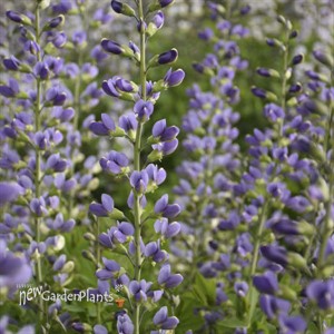 Baptisia 'Blue Bubbly' DECADENCE® DELUXE Series