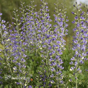 Baptisia 'Blue Bubbly' DECADENCE® DELUXE Series
