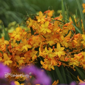 Crocosmia 'Walberton Yellow'