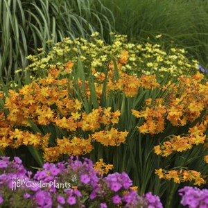 Crocosmia 'Walberton Yellow'