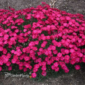 'Paint the Town Red' Dianthus