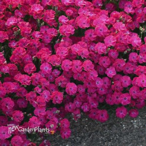 'Paint the Town Red' Dianthus