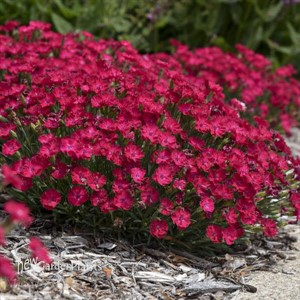 'Paint the Town Red' Dianthus