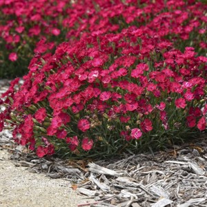 'Paint the Town Red' Dianthus