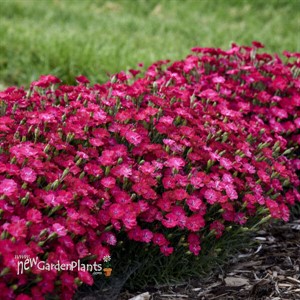 'Paint the Town Red' Dianthus