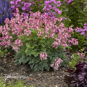 Dicentra 'Pink Diamonds' PP32380 CPBRAF