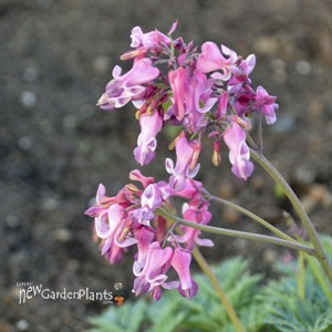 Dicentra 'Pink Diamonds' PP32380 CPBRAF