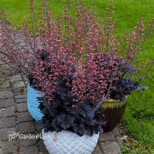 'Timeless Night' Heuchera PPAF