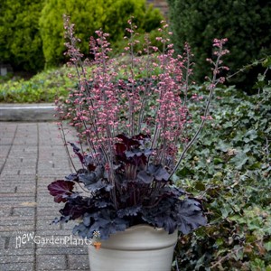 'Timeless Night' Heuchera PPAF