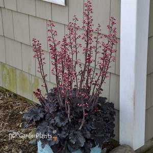 'Timeless Night' Heuchera PPAF