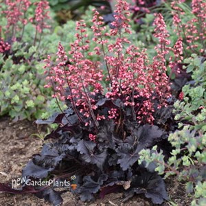 'Timeless Night' Heuchera PPAF
