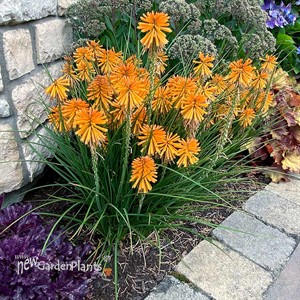 Kniphofia POCO ‘Orange’