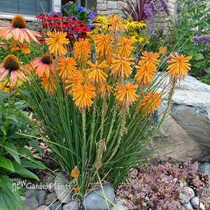 Kniphofia POCO ‘Orange’