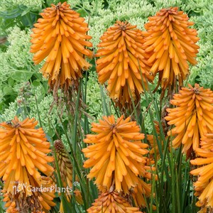 Kniphofia POCO ‘Orange’
