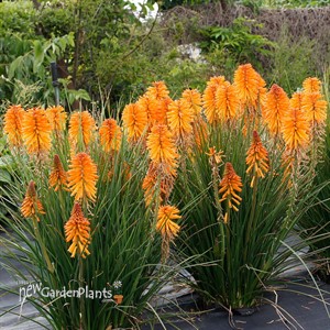 Kniphofia POCO ‘Orange’