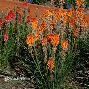 Kniphofia POCO ‘Orange’
