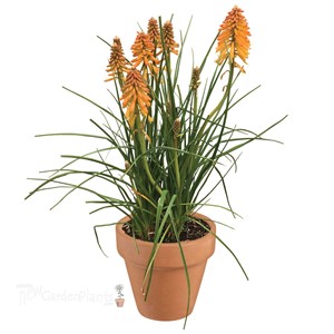 Kniphofia POCO ‘Orange’